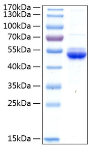 Recombinant Human SECTM1 Protein