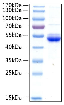 Recombinant Human SECTM1 Protein