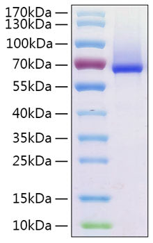Recombinant Human Glypican-1/GPC1 Protein