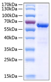 Recombinant Human JAM-A/F11R/CD321 Protein