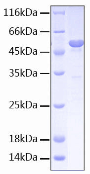 Recombinant Human B7-H5/Gi24/VISTA Protein