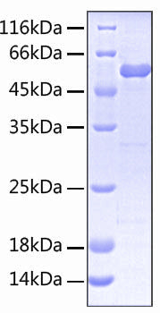 Recombinant Human B7-H5/Gi24/VISTA Protein