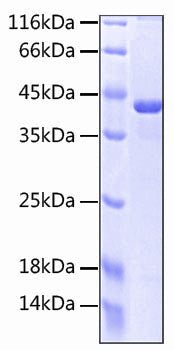 Recombinant Human SLAMF7/CRACC/CD319 Protein