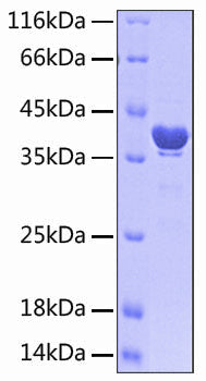 Recombinant Human SLAMF7/CRACC/CD319 Protein