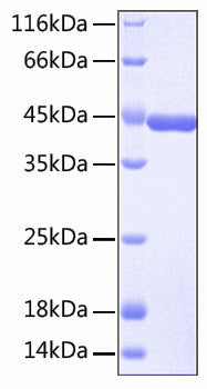 Recombinant Human SLAMF7/CRACC/CD319 Protein