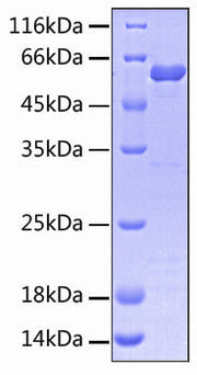 Recombinant Human SIRP-gamma/CD172g Protein