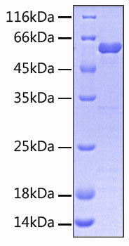 Recombinant Human SIRP-gamma/CD172g Protein