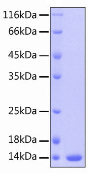 Recombinant Human TREM-1/CD354 Protein