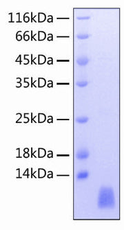 Recombinant Human TREM2 Protein