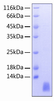 Recombinant Human TREM2 Protein