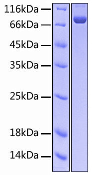 Recombinant Human B7-H1/PD-L1/CD274 Protein