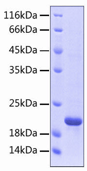 Recombinant Human Siglec-8 Protein