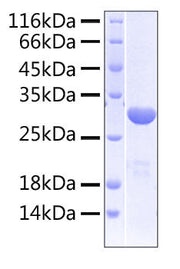 Recombinant Human LILRB2/ILT-4/CD85d Protein