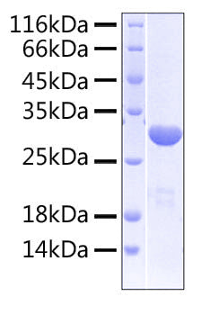 Recombinant Human LILRB2/ILT-4/CD85d Protein