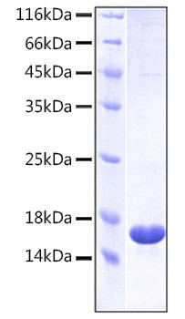 Recombinant Human LILRB2/ILT-4/CD85d Protein