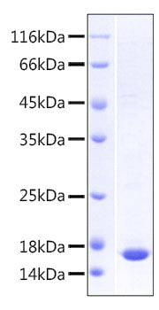 Recombinant Human LILRB2/ILT-4/CD85d Domain1&2 Protein
