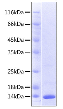 Recombinant Human LILRB2/ILT-4/CD85d Protein