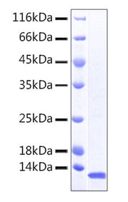 Recombinant Human TACTILE/CD96 Protein