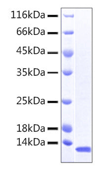 Recombinant Human TACTILE/CD96 Protein