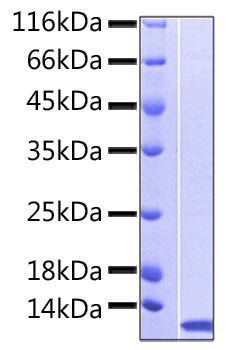 Recombinant Human NKp46/NCR1/CD335 Protein