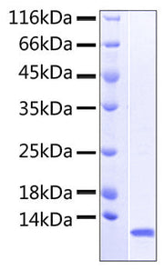 Recombinant Human NKp46/NCR1/CD335 Protein