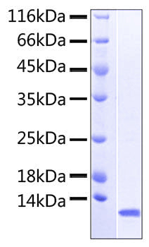 Recombinant Human NKp46/NCR1/CD335 Protein