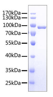 Recombinant Human TNFSF9/4-1BB Ligand Trimer Protein