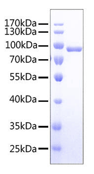 Recombinant Human TNFSF9/4-1BB Ligand Trimer Protein
