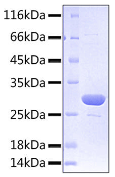 Recombinant Human TNFSF9/4-1BB Ligand Trimer Protein