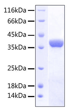 Recombinant Human TNFRSF4/OX40/CD134 Protein
