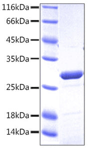 Recombinant Human TNFRSF1B/TNF-R2/CD120b Protein