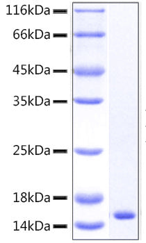 Recombinant Human TNFRSF1B/TNF-R2/CD120b Protein