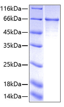 Recombinant Human sTfR/CD71 Protein