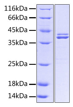 Recombinant Human Nectin-2/PVRL2/CD112 Protein