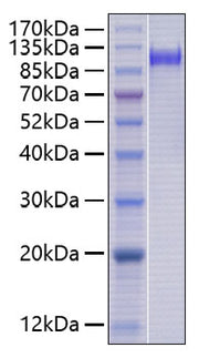 Recombinant Human Nectin-2/PVRL2/CD112 Protein