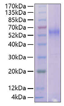 Recombinant Human Nectin-2/PVRL2/CD112 Protein