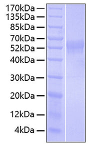 Recombinant Human B7-H2/ICOSLG/CD275 Protein
