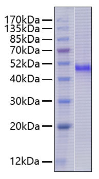 Recombinant Human Nectin-1/PVRL1/CD111 Protein