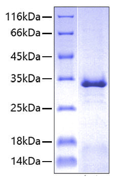 Recombinant Human PVR/CD155 Protein