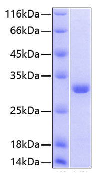 Recombinant Human CD24 Protein