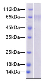 Recombinant Human PTPRC/CD45RABC/CD45 Protein
