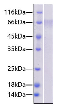 Recombinant Human PTPRC/CD45RABC/CD45 Protein