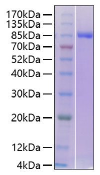 Recombinant Human PTPRC/CD45RABC/CD45 Protein