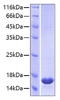 Recombinant Human PD-1/PDCD1/CD279 Protein
