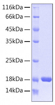 Recombinant Human PD-1/PDCD1/CD279 Protein