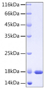 Recombinant Human IL-37/IL-1F7 Protein