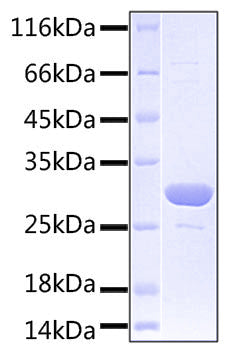 Recombinant Human CEACAM6/CD66c Protein