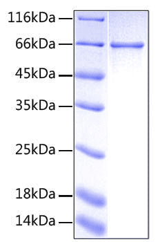 Recombinant Human CD3E&CD3G Protein