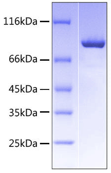 Recombinant Human TROP-2/TACSTD2 Protein