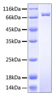 Recombinant Human BCAM/CD239 Protein